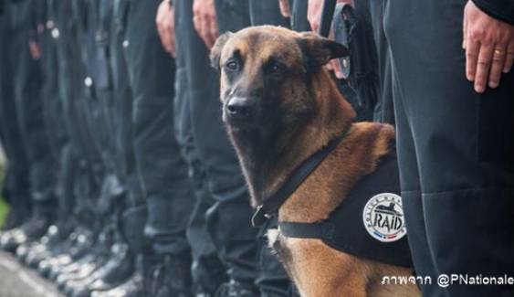 "ฉันคือสุนัข" แฮชแท็กยอดนิยมไว้อาลัยสุนัขตำรวจฝรั่งเศสที่ตายระหว่างปฏิบัติหน้าที่