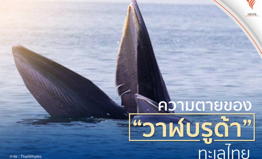 ความตายของ "วาฬบรูด้า" ในท้องทะเลไทย
