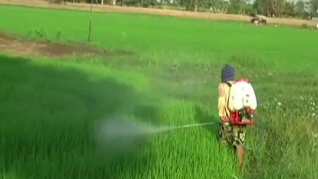 อากาศแปรปรวนส่งผล นาข้าวใน จ.อ่างทอง ประสบปัญหาแมลงศัตรูพืช ...