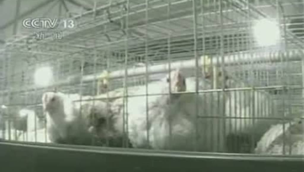 “ซีซีทีวี” เผยฟาร์มเลี้ยงไก่ในจีนใช้ยาเร่งไก่โตผิดธรรมชาติ | Thai PBS News ...