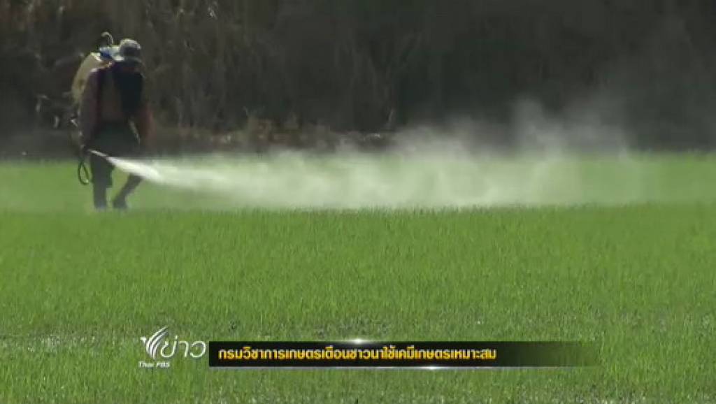โครงการ "จำนำข้าว" กระตุ้นชาวนาใช้สารเคมีมากขึ้น | Thai PBS News ข่าว ...
