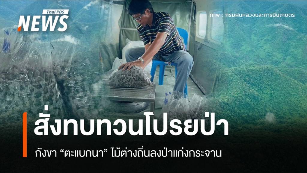 ดรามา! โปรยเมล็ดตะแบกนากลางป่าแก่งกระจาน