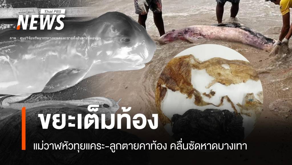 สลด! วาฬหัวทุยแคระลูกตายคาท้อง พบขยะพลาสติกเต็มท้อง | Thai PBS ...