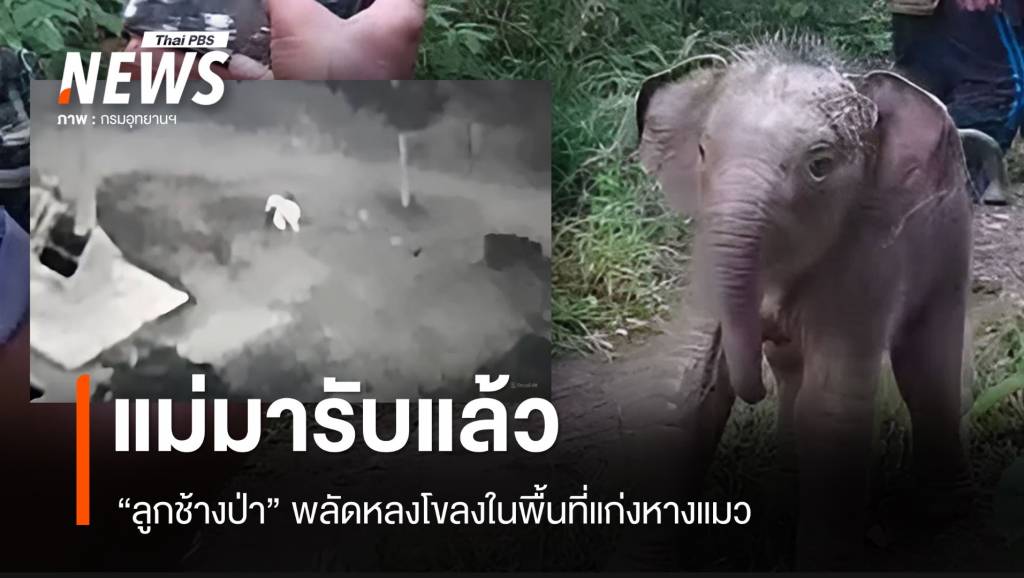 แม่มารับแล้ว “ลูกช้างป่าแก่งหางแมว” พลัดหลงโขลง