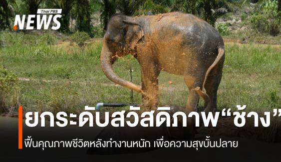 "ปางช้าง" ที่เป็นมิตร ยกระดับสวัสดิภาพช้างปลดระวางการทำงาน