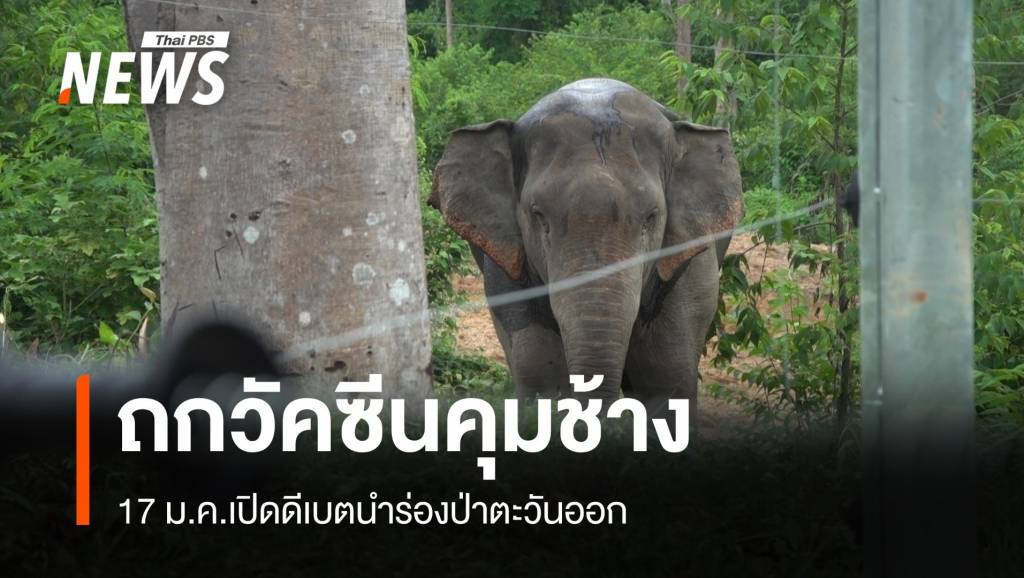 17 ม.ค.กรมอุทยานฯ ดีเบตวัคซีนคุมช้างป่าตะวันออก