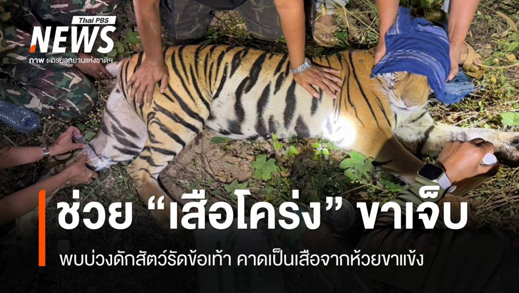 สัตวแพทย์-จนท.ช่วย “เสือโคร่ง” ขาบาดเจ็บติดบ่วงดักสัตว์