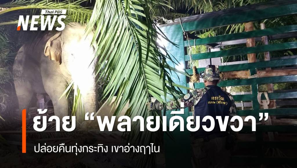 สำเร็จ ย้าย “พลายเดี่ยวขวา” คืนป่าเขาอ่างฤาไน