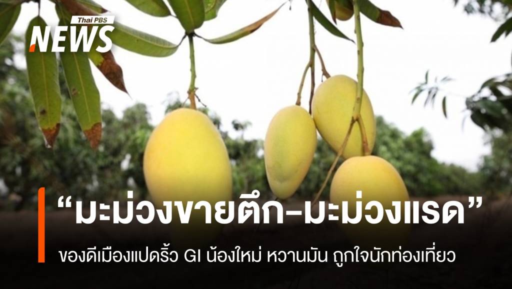 “มะม่วงขายตึก – มะม่วงแรด” สินค้า GI น้องใหม่เมืองแปดริ้ว | Thai PBS ...