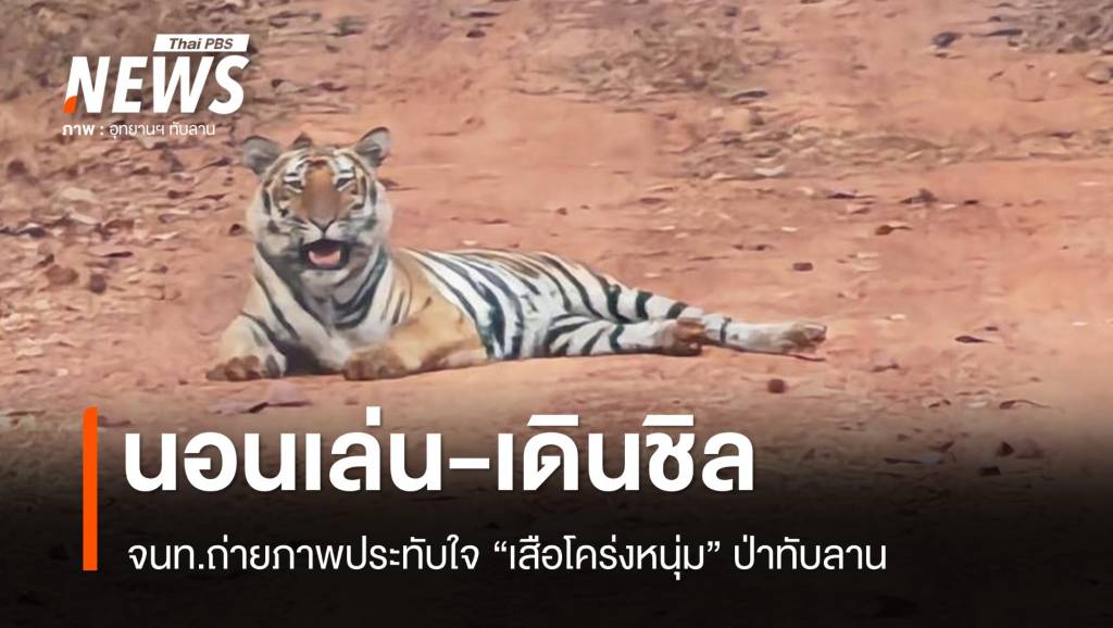 ประทับใจ จนท.ถ่ายภาพ “เสือโคร่งทับลาน” นอนเล่น-เดินชิล