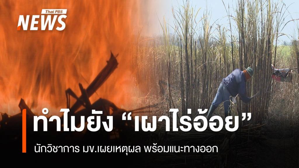 นักวิชาการ มข.เผย “สาเหตุ – ทางออก” เผาไร่อ้อย