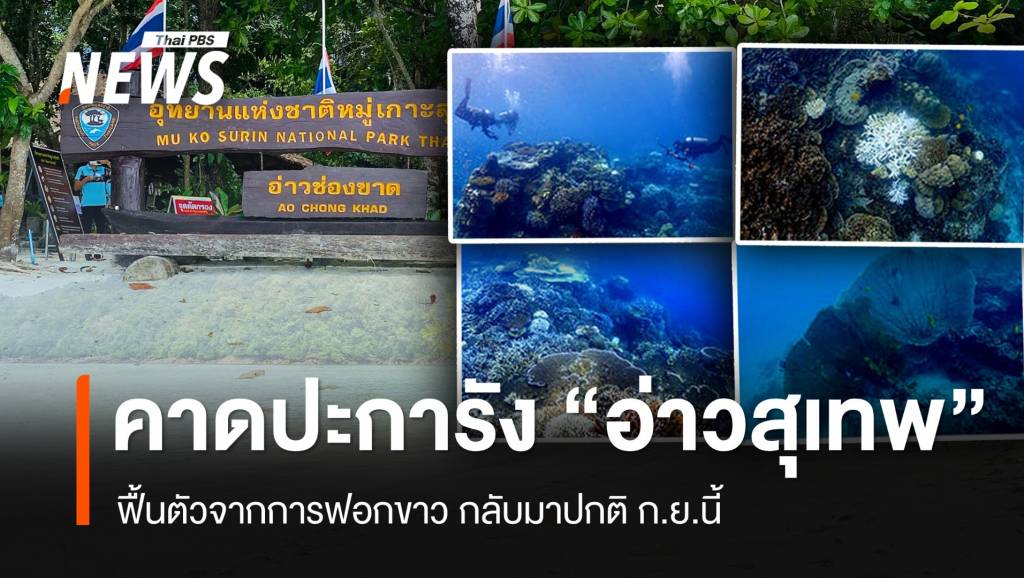 อช.หมู่เกาะสุรินทร์ คาดปะการังฟอกขาว “อ่าวสุเทพ” ฟื้นตัว ก.ย.นี้