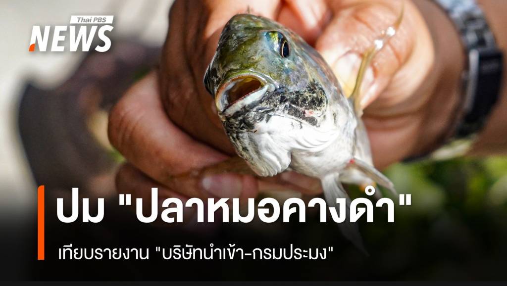 เทียบรายงาน “บริษัทนำเข้า-กรมประมง” ปมปลาหมอคางดำ