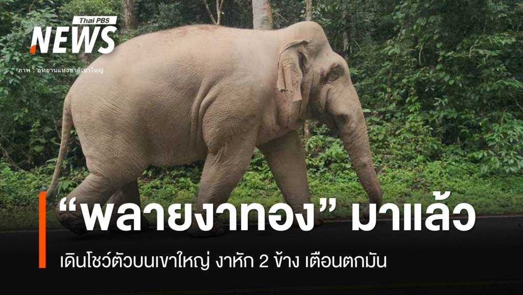 ฮือฮา “พลายงาทอง” ไร้งาคืนเขาใหญ่ “วันแม่” เตือนตกมัน