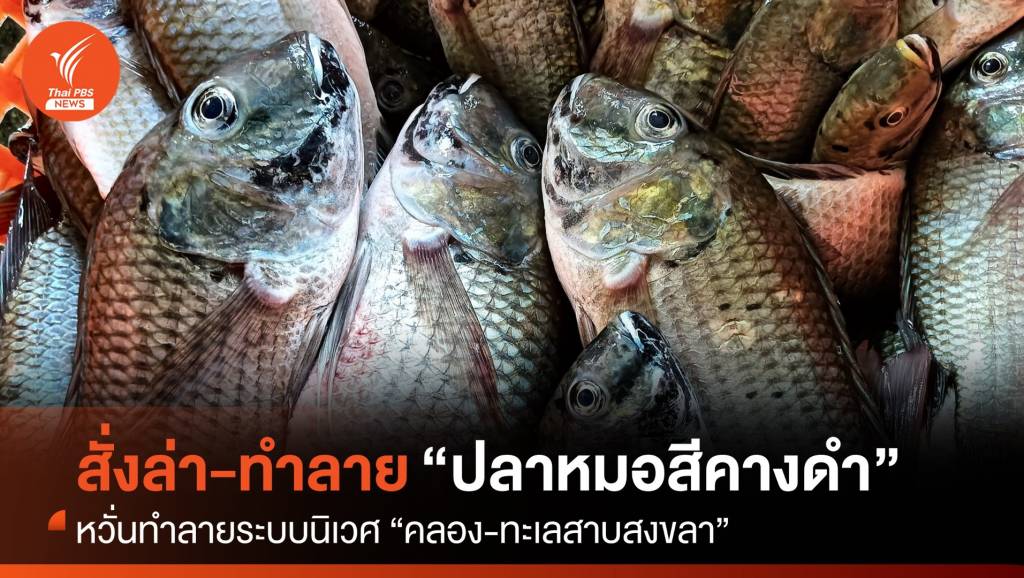 ประกาศจับ “ปลาหมอสีคางดำ” เอเลี่ยนสปีชีส์ทำลายระบบนิเวศ | Thai PBS ...