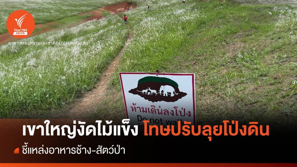เหตุผลห้ามลุย "โป่งดิน" เขาใหญ่เตรียมงัดไม้แข็งปรับ นทท. | Thai PBS ...