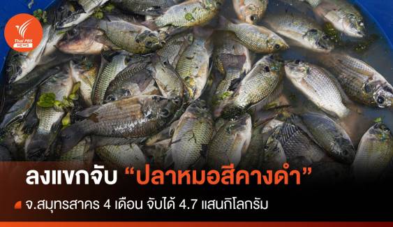 ลงแขกลงคลองจับ "ปลาหมอสีคางดำ" สมุทรสาคร 