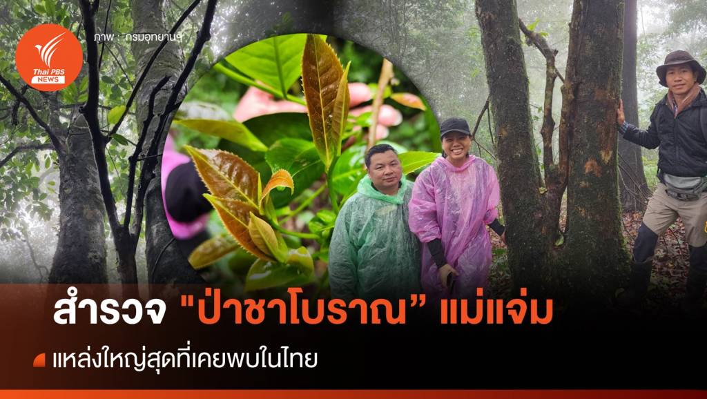 สำรวจ “ป่าชาโบราณ” แม่แจ่ม แหล่งใหญ่สุดในไทย