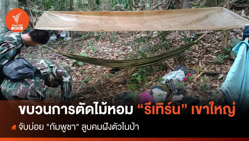 ขบวนการตัดไม้หอมรีเทิร์น “กัมพูชา” ลูบคมลุยป่าเขาใหญ่