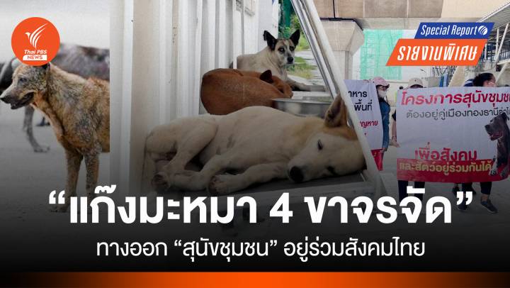 "สุนัขชุมชน" ทางออก "แก๊งมะหมา 4 ขาจรจัด" อยู่ร่วมสังคมไทย