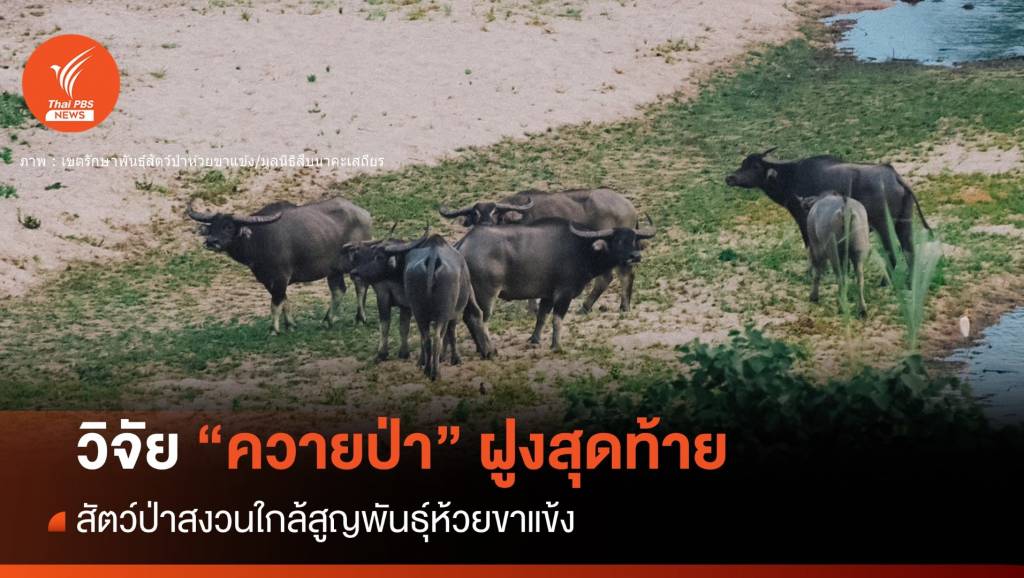 หาดูยาก! “ควายป่า” ฝูงสุดท้ายห้วยขาแข้งอวดโฉมโชว์