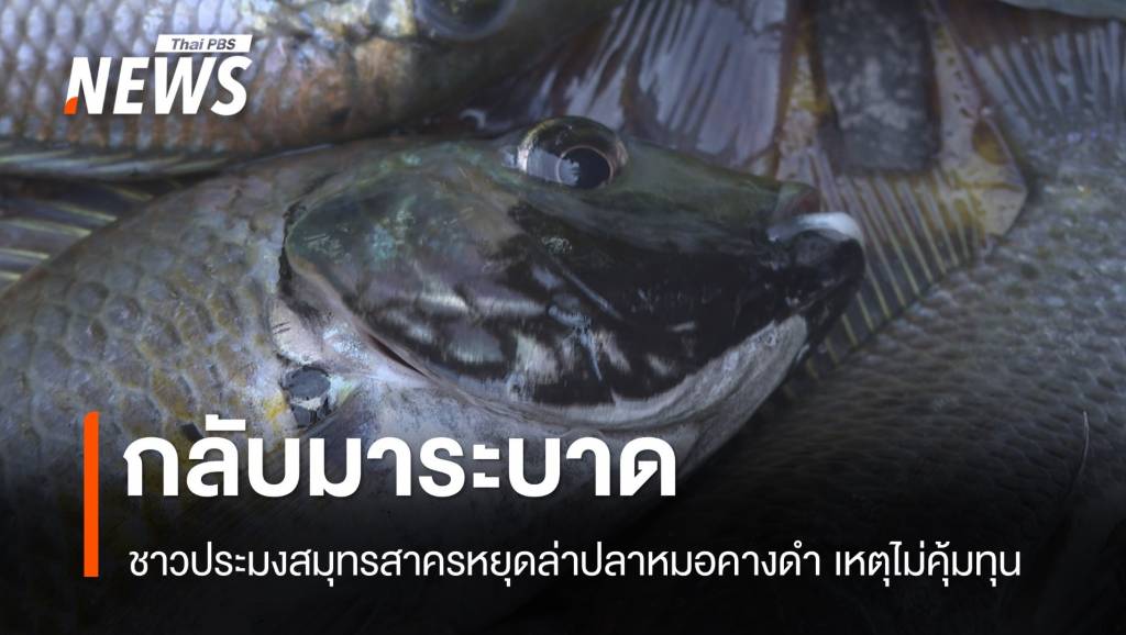 กลับมาระบาด ชาวประมงหยุดล่าปลาหมอคางดำ เหตุไม่คุ้มทุน | Thai PBS ...