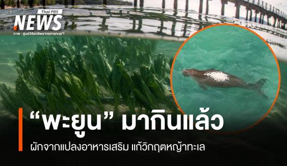 สำเร็จ! "พะยูนหลังขาว" หาดราไวย์ กินผักจากแปลงอาหารเสริม 