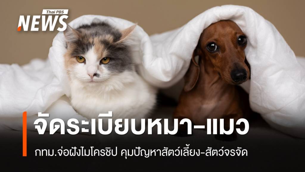 ฝังไมโครชิป! กทม. จ่อจัดระเบียบใหม่หมา-แมว คุมปัญหาสัตว์จรจัด | Thai ...