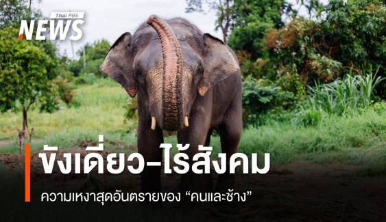 ขังเดี่ยว-ไม่มีสังคม อันตรายแค่ไหน ? ถ้าควาญต้องเข้าใกล้ "ช้าง" 