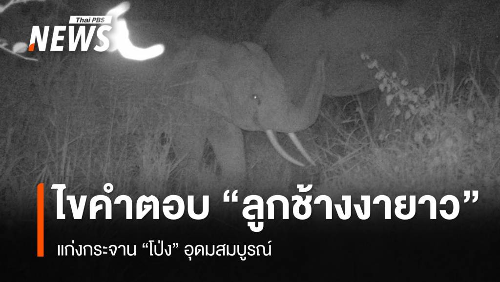 ไขคำตอบ “ลูกช้างป่าแก่งกระจาน” งายาว 60 ซม. เกินอายุ 5 ปี