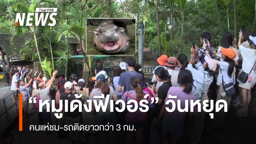 “หมูเด้งฟีเวอร์” วันหยุด คนแห่ชม-รถติดยาว