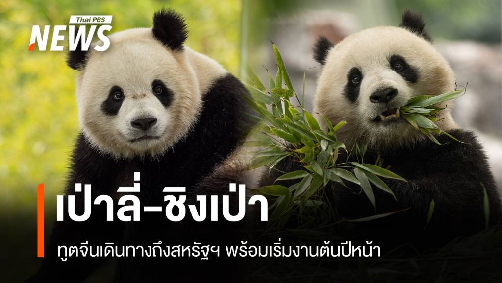 เริ่มงานต้นปีหน้า "เป่าลี่-ชิงเป่า" นักการทูตจีนคู่ใหม่ถึงสหรัฐฯ แล้ว | Thai PBS ...