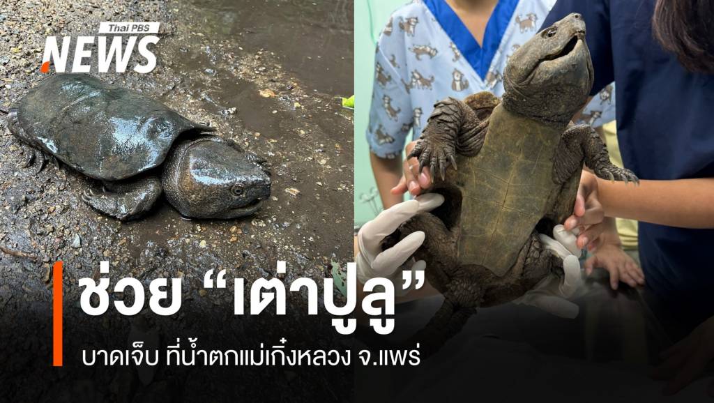 ช่วย “เต่าปูลู” สัตวป่าหายาก บาดเจ็บ ที่น้ำตกแม่เกิ๋งหลวง จ.แพร่