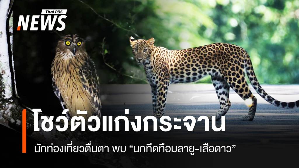 ตื่นตา “นกทึดทือมลายู-เสือดาว” โชว์ตัวแก่งกระจาน