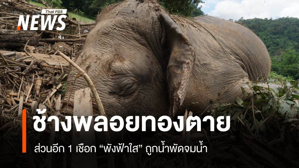 ยัน 2 ซากช้างชื่อ "พลอยทอง" ช้างตาบอด "พังฟ้าใส" จมน้ำตาย | Thai PBS ...