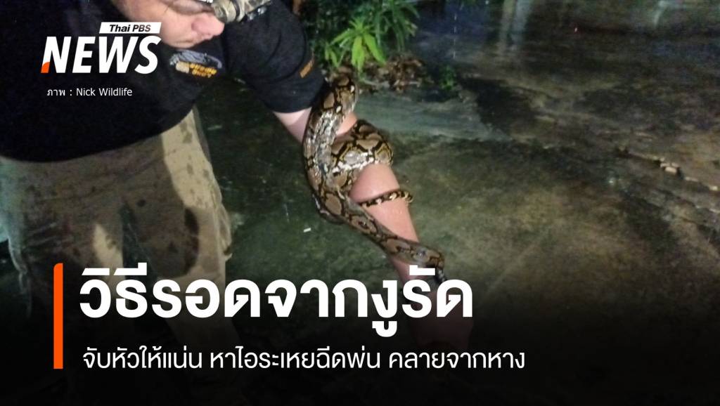ไขปมรอดตาย "งูเหลือมรัด" เช็กวิธีเอาตัวรอด | Thai PBS News ข่าวไทยพีบี ...