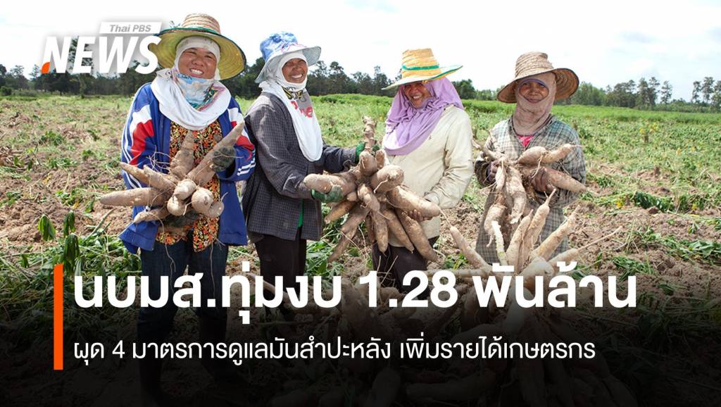 ภาพประกอบข่าว: นบมส.ทุ่มงบ 1.28 พันล้าน ดูแลมันสำปะหลัง เพิ่มรายได้เกษตรกร