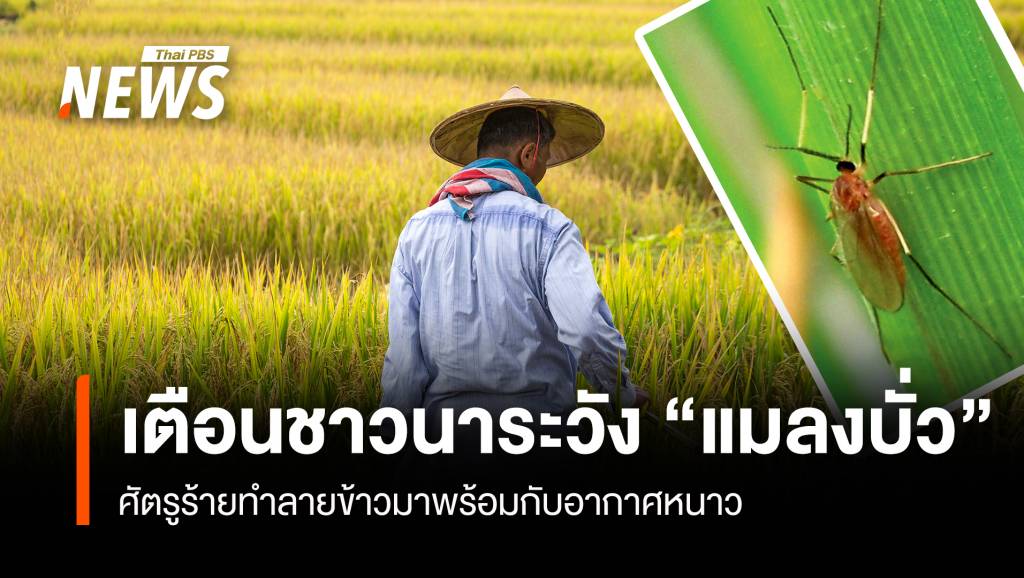 ภาพประกอบข่าว: เตือนชาวนาระวัง “แมลงบั่ว” ศัตรูร้ายทำลายข้าวมาพร้อมกับอากาศหนาว