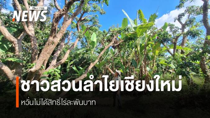 วอนปรับเงื่อนไขไร่ละพันบาทพัฒนาลำไยเยียวยาชาวสวน
