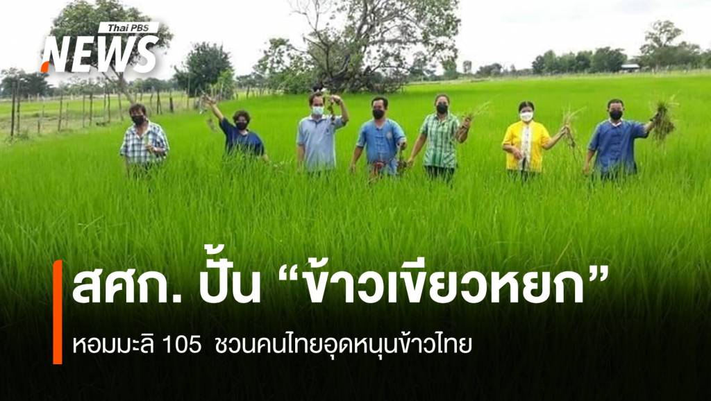สศก.ปั้น “ข้าวเขียวหยก” หอมมะลิ 105 ชวนคนไทยอุดหนุนข้าวไทย