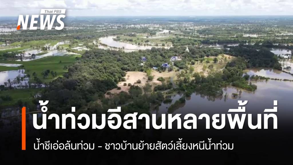 น้ำท่วมอีสานหลายพื้นที่ – “น้ำชี” ล้นตลิ่ง ชาวบ้านย้ายสัตว์เลี้ยงหนีน้ำท่วม