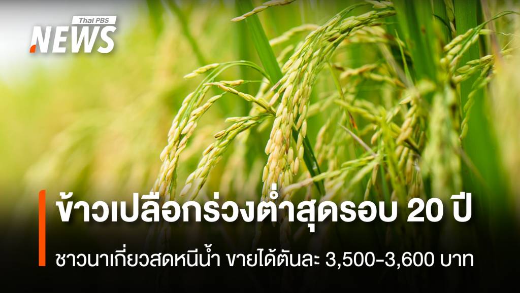 ข้าวเปลือกร่วงต่ำสุดรอบ 20 ปี ชาวนาเกี่ยวสดหนีน้ำ ขายได้ตันละ 3,500-3,600 บาท