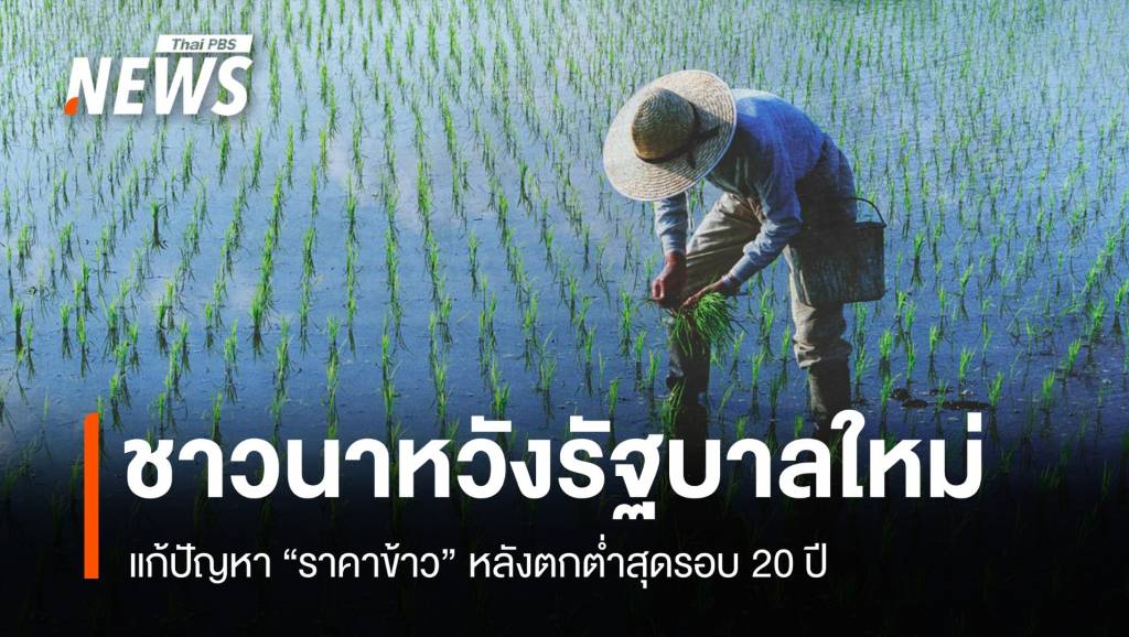 ชาวนาไทยหวัง รบ.ใหม่ แก้ปัญหา &#8220;ราคาข้าว&#8221; ตกต่ำสุดรอบ 20 ปี