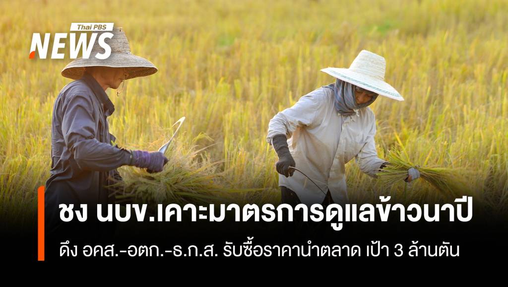 ชงนบข.เคาะมาตรการดูแลข้าวนาปี ดึง อคส.-อตก.-ธ.ก.ส. รับซื้อราคานำตลาด เป้า 3 ล้านตัน