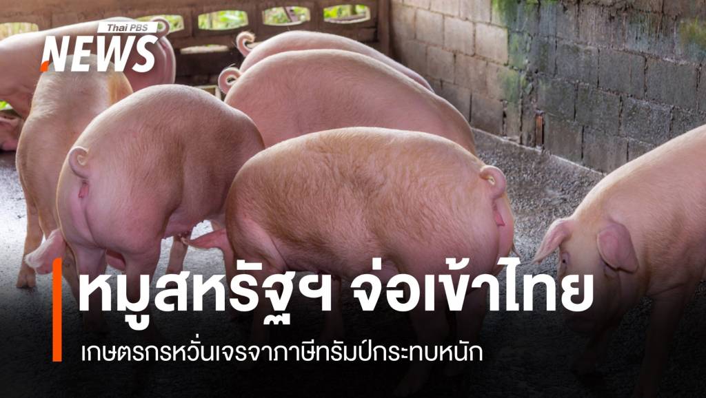 หมูสหรัฐฯ จ่อตีตลาดไทย เกษตรกรหวั่น “ภาษีทรัมป์” กระทบหนัก