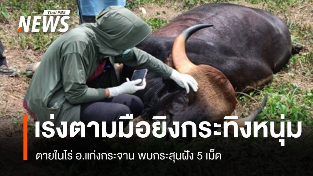 เร่งตามมือยิง “กระทิงหนุ่ม” ตายในไร่แก่งกระจาน พบกระสุนฝัง 5 เม็ด