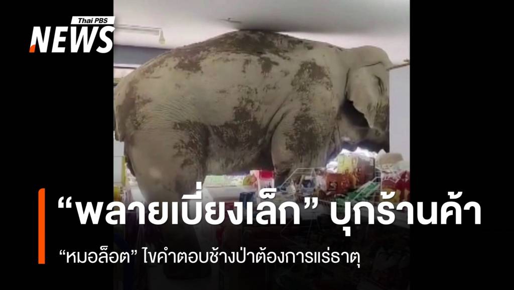 ไขคำตอบ ช้างป่าเขาใหญ่ “พลายเบี่ยงเล็ก” บุกร้านค้า