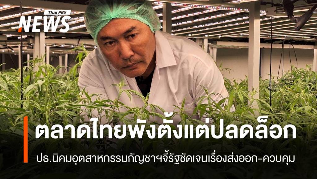 ปธ.นิคมอุตสาหกรรมกัญชาฯ ชี้ ตลาดกัญชาไทยพัง ตั้งแต่ปลดล็อกปี 65