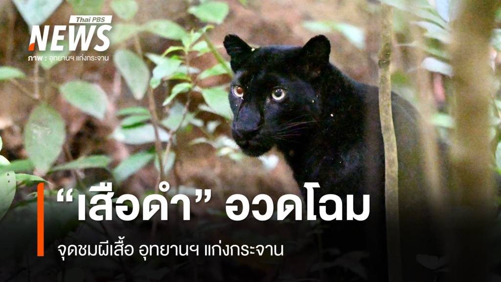 “เสือดำ” อวดโฉมจุดชมผีเสื้อ อุทยานฯ แก่งกระจาน