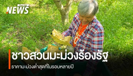 ชาวสวนมะม่วงลำพูน วอนรัฐบาลหาตลาดส่งออก แก้ปัญหาราคาตกต่ำ